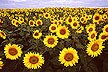 [Sunflowers in Fargo North Dakota]